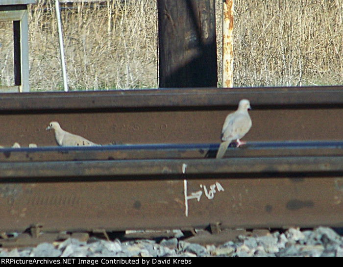 Two doves.